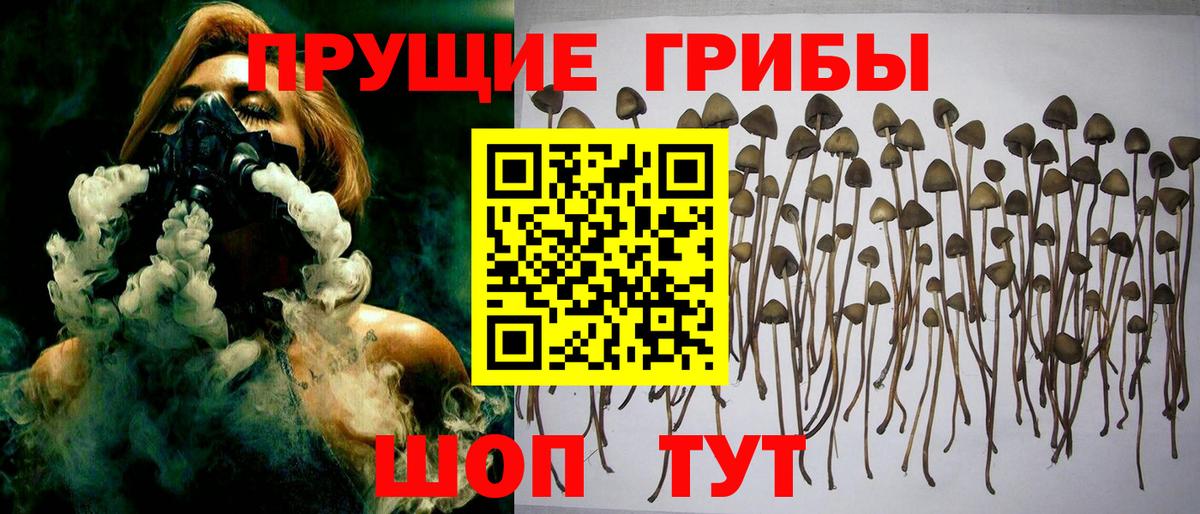 Моршанск  Галлюциногенные грибы прущие грибы  Вход с VPN 